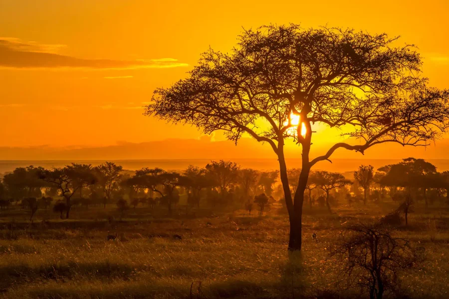5 Nights / 6 Days-KENYA AFRICAN EXPERIENCE
