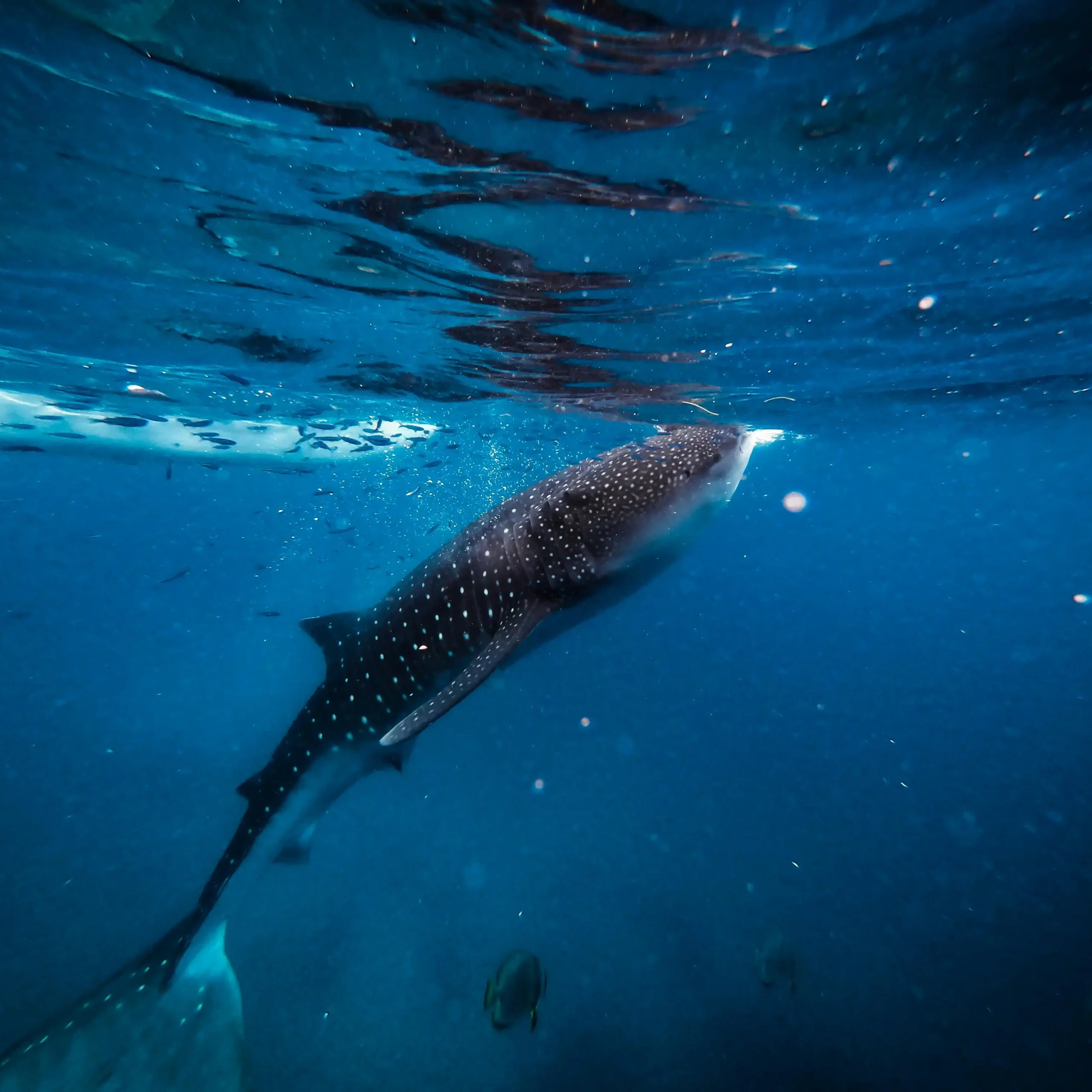 DAY 2 | WHALE SHARK, SUMILON ISLAND & TUMALOG FALLS OSLOB TOUR ADVENTURE